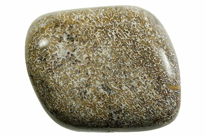 Polished Dinosaur Bone (Gembone) - Morocco #371386